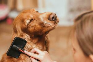 een weinig meisje naar zorg voor de hond en kammen haar- foto