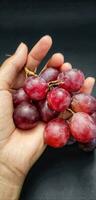 Mens Holding meerdere vitis vinifera vers geplukt van de tuin geïsoleerd Aan een zwart achtergrond. foto