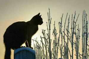 ai gegenereerd kat silhouet in winter Bij zonsopkomst foto