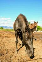 twee paarden zijn staand in de aarde foto