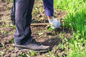 oud Mens handen ontwortelen onkruid in zijn tuin foto