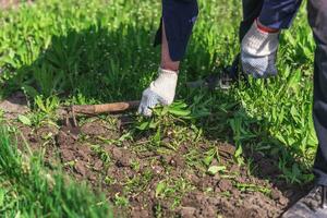 oud Mens handen ontwortelen onkruid in zijn tuin foto