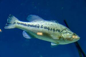 een groot vis zwemmen in een aquarium foto