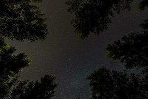 de lucht is gevulde met sterren en bomen foto