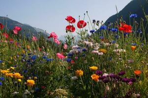 bloemen in vallorcine in haute savoie ,Frankrijk foto