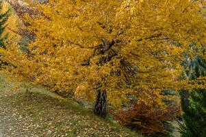 herfst in Italiaans Alpen foto