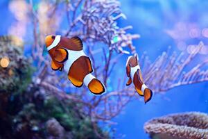 clown vis, amphiprioninae, in aquarium tank met rif net zo achtergrond. foto