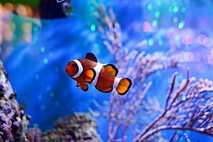 clown vis, amphiprioninae, in aquarium tank met rif net zo achtergrond. foto