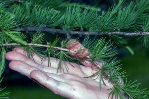 helder groen takken met lariks kegels larix decidua pendula in een vrouw palm. de natuurlijk schoonheid van een elegant lariks Afdeling. foto