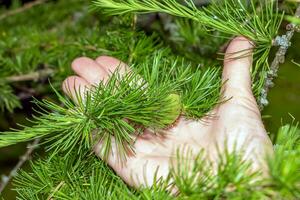 helder groen takken met lariks kegels larix decidua pendula in een vrouw palm. de natuurlijk schoonheid van een elegant lariks Afdeling. foto