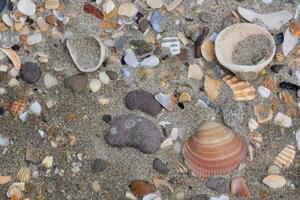 een verscheidenheid van zee schelpen Aan de zand foto