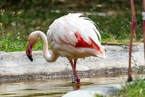 grotere flamingo. vogel en vogels. waterwereld en fauna. dieren in het wild en zoölogie. foto