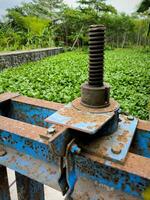 water hyacint groeit overvloedig en vult de oppervlakte van de rivier- foto