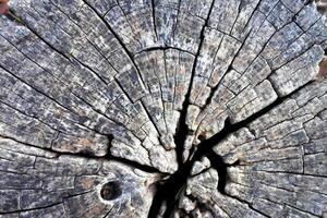 hout structuur boom abstract achtergrond natuur biologisch foto