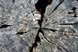 hout structuur boom abstract achtergrond natuur biologisch foto