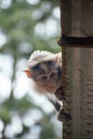 rhesus aap zittend en op zoek in de omgeving van foto