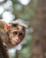 rhesus aap zittend en op zoek in de omgeving van foto