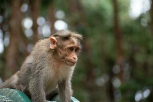rhesus aap zittend en op zoek in de omgeving van foto