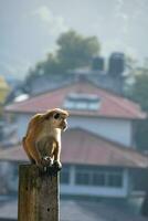 afbeelding van de toque makaak is een roodachtig bruin gekleurd oud wereld aap endemisch naar sri lanka foto