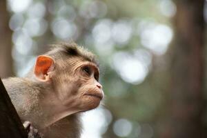 rhesus aap zittend en op zoek in de omgeving van foto