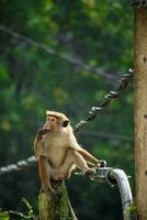 afbeelding van de toque makaak is een roodachtig bruin gekleurd oud wereld aap endemisch naar sri lanka foto