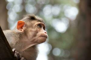 rhesus aap zittend en op zoek in de omgeving van foto