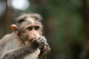 rhesus aap zittend en op zoek in de omgeving van foto