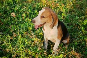 portret van schattig driekleuren brak hond zittend Aan de gras veld- foto