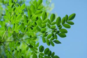 moringa oleifera, moringa bladeren, mooi moringa bladeren Aan de boom.macro selectief focus met natuurlijk achtergrond. foto