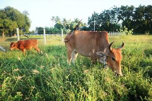 koeien aan het eten gras buitenshuis weiland. foto