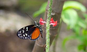 vlinder voeden van een bloem foto