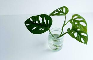 monstera blad, tropisch botanisch fabriek in elegant decoratief ontwerp geïsoleerd Aan leeg achtergrond foto