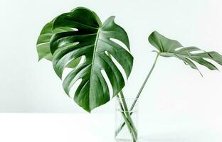 monstera blad, tropisch botanisch fabriek in elegant decoratief ontwerp geïsoleerd Aan leeg achtergrond foto