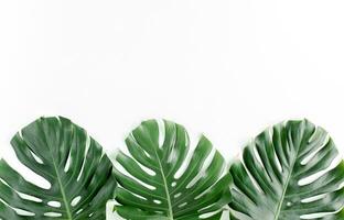 monstera blad, tropisch botanisch fabriek in elegant decoratief ontwerp geïsoleerd Aan leeg achtergrond foto