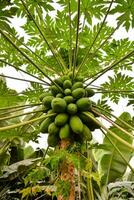 een papaja boom met veel groen fruit hangende van het foto