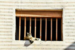 een kat zittend in een venster van een steen gebouw foto