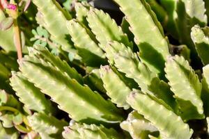 een dichtbij omhoog van een cactus fabriek met roze bloemen foto