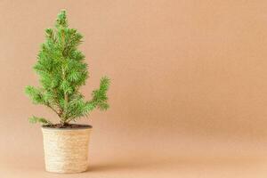 klein Kerstmis boom in ecologisch pot foto