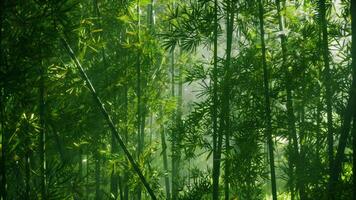 een weelderig en levendig bamboe Woud in China foto