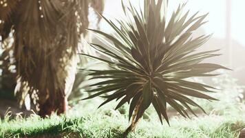 palm bladeren in de stralen van de dag zon foto