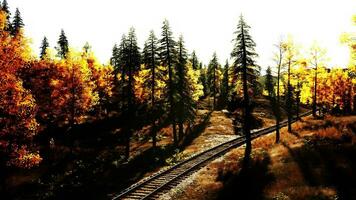 verweerd spoorweg verdwijnen in de bossen Bij schemer foto