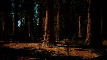 majestueus sequoia bomen in de gloed van de instelling zon foto