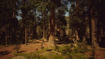 sequoia park genieten in de gouden uur foto