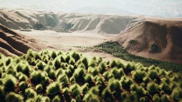 de rotsachtig landschap van de Californisch mojave woestijn met groen struiken foto