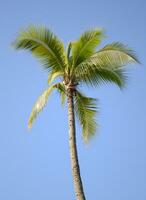 kokosnoot boom Aan de achtergrond van blauw lucht foto
