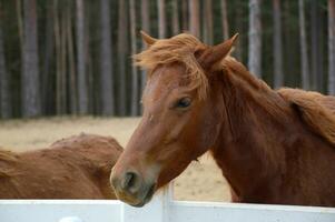 dichtbij omhoog paarden in de paddock foto