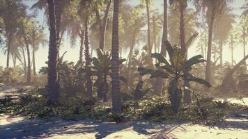 een pittoreske tropisch strand met palm bomen foto