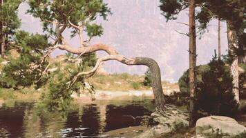 een majestueus boom sierlijk leunend over- een sereen lichaam van water foto