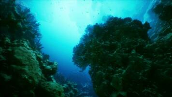 een onderwater- visie van een koraal rif met vis foto