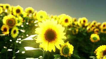 een gouden veld- van zonnebloemen tegen een adembenemend lucht backdrop foto